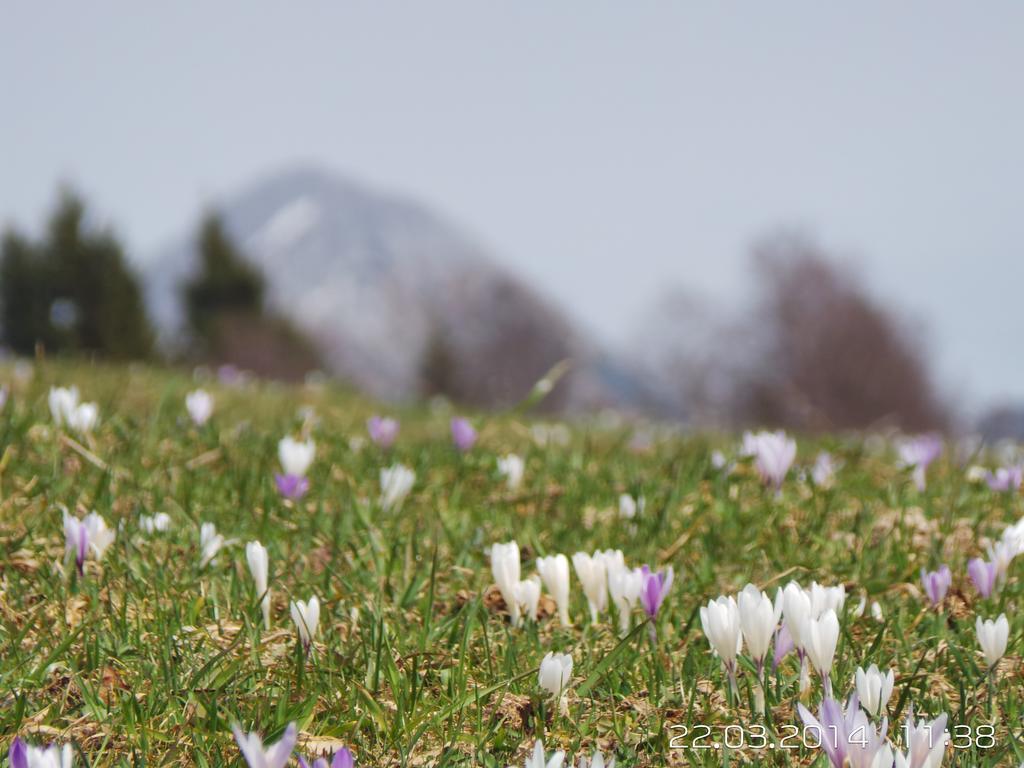 Haus Wiesenruh - Amazing Views & Setting Seefeld in Tirol Ngoại thất bức ảnh